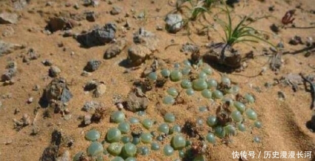 非洲大陆满地“碧玉”，导游却警告：别犯浑，不要去碰！