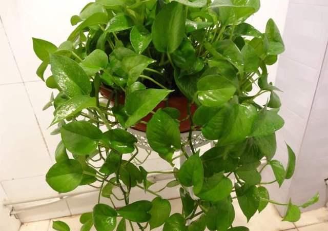  『适合』5种植物，想养死都难，适合新手练手用