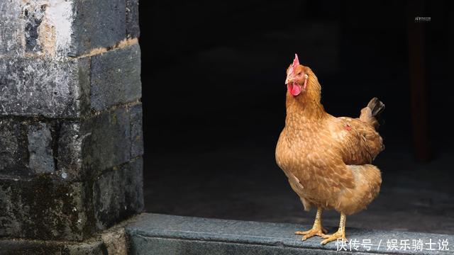 鸡身上这东西藏有大量寄生虫,很多人还傻傻的