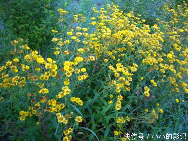 农村人把它当野菊花，却不知其珍贵，止咳良药，晒干120一斤