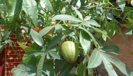  「开花结果」你见过“发财树”开花结果吗？想要开花结果，掌握这两点就够了！