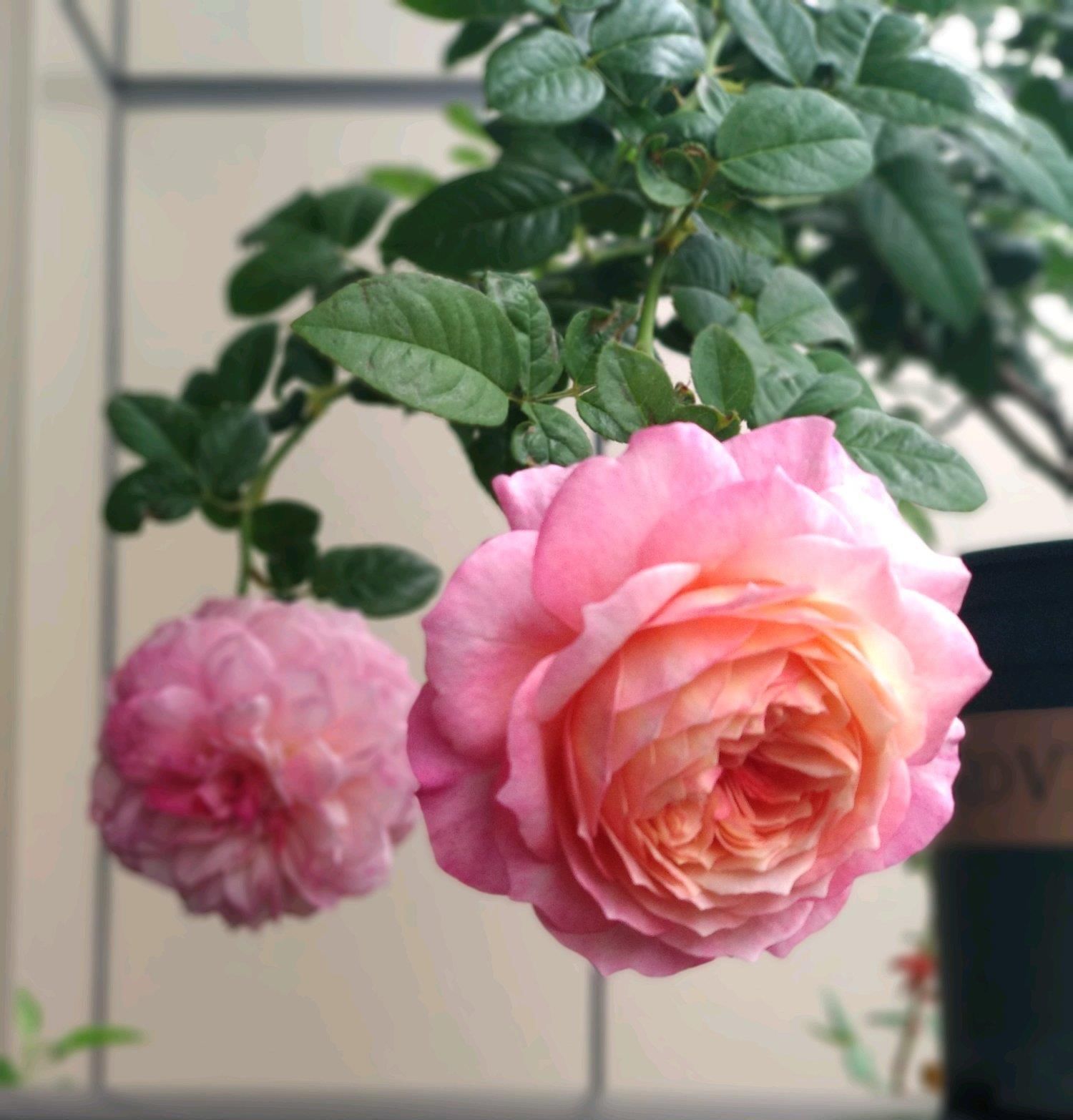  『值得』一花多色，花香浓郁，多季重复开花，还很便宜，此盆栽花值得拥有