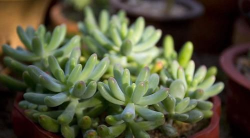  『光照』花卉种植技术：种植多肉植物玉米石为什么老掉叶，怎么解决！