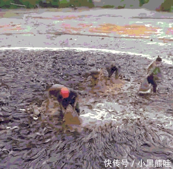 实拍农村几年没干过的池塘抽完水后, 密密麻麻全是鱼村民用麻袋装