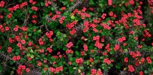「植物」有一年四季都开的花吗?