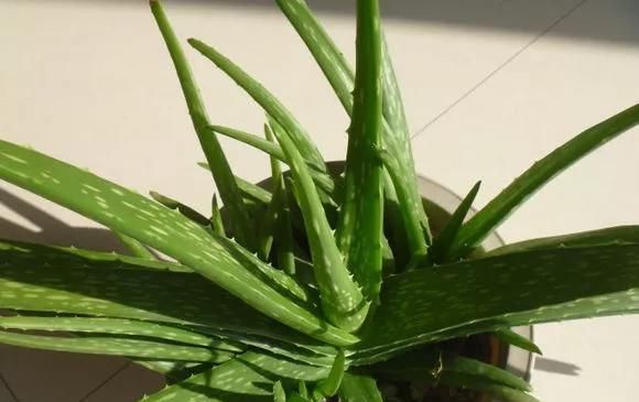  『芦荟』芦荟爆盆后学会这1招,1盆变10盆,在家里一定要养一盆