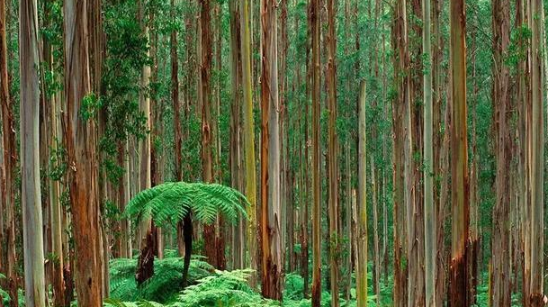  水土保持|为什么桉树被称为“断子绝孙树”？