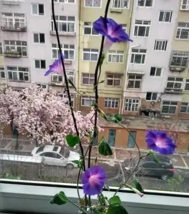 『开花』开春养“4种花”,几粒种子撒盆里,开花爆盆,美得惊艳,不花钱