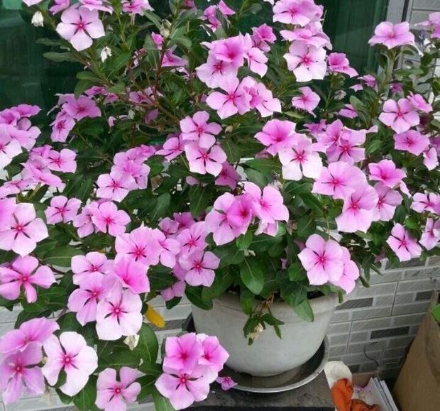  「长春花」4种花，花色美，一开就是一整年，养一盆太值了！