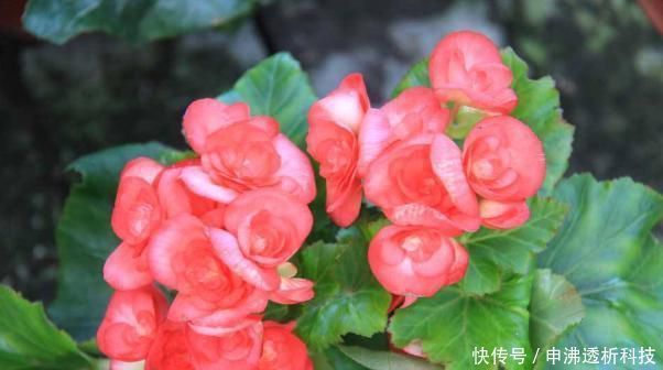 「土壤」室内养四季海棠,注意这几点,一年四季花开不断,每次都爆盆