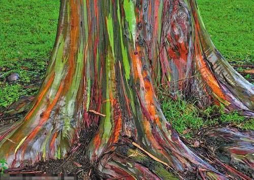 世界上非常牛的5棵树，一棵在中国价值超1亿，更常出现在电影里