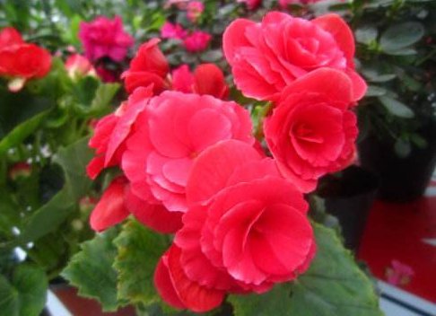  『姬小菊』养花养个“秀丽”的，花香幽香暗淡，年年开花不断，花色多又艳