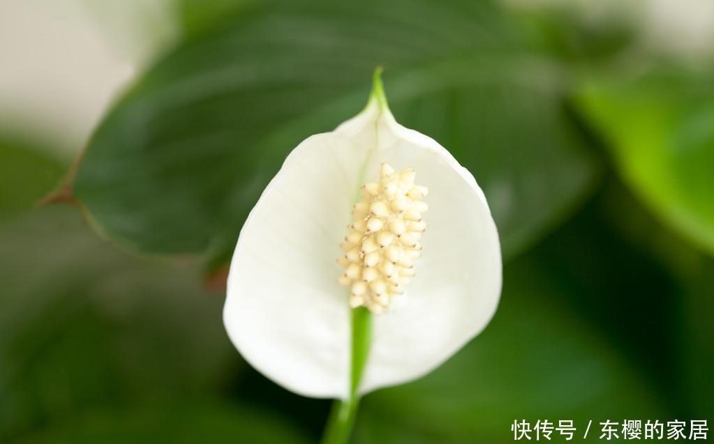 养花■养花就养3种花,卧室放一盆,净化空气助睡眠,好养易活漂亮极了