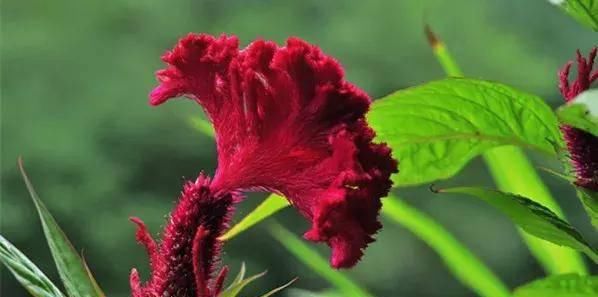  【搜罗】史上最全“懒人植物”大搜罗，看看哪盆才是你的心头好