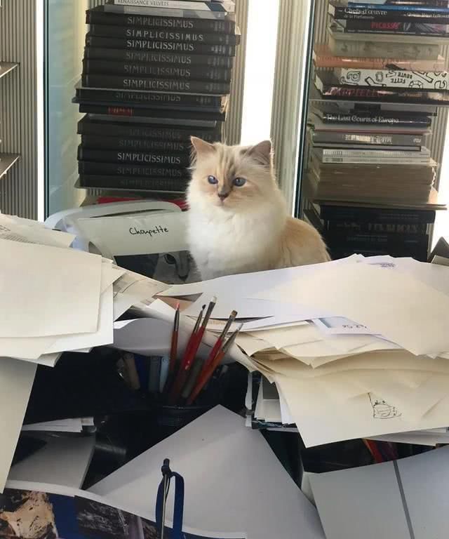  『Choupette』时尚教父“老佛爷”生前养的这只猫，有多幸运就有多难过