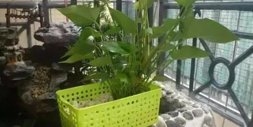  鱼缸：还在用鱼缸养鱼, 太难看了, 在阳台砌个鱼池漂亮又拉风!