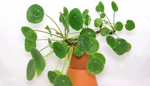  【植物就】除了绿萝、富贵竹，桌面上的盆栽植物还有很多，这几种特可爱