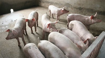  镇政府@很多人都想回农村养猪，那么想养50头猪需要办理什么手续