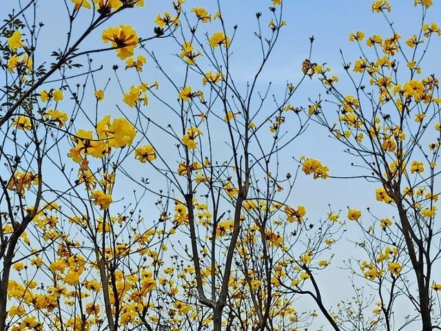  #隐藏#广东鹤山市这里：春暖花开时，隐藏闹市无人识，满眼尽是一片黄！