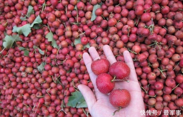  收购@去年行情低迷，一斤几毛卖不出，今年涨到2元钱，还有人惜