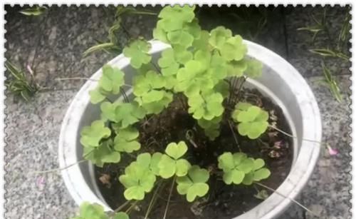  植物：植物换盆有讲究，3种情况最好别换，不然容易挂