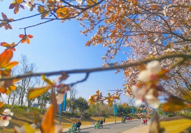 美过婺源！国内最适合全家游自驾赏花地，不收门票，美的鲜为人知