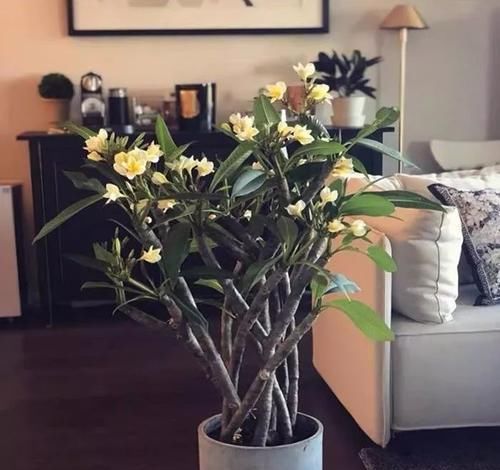  『药用价值』人养花，花养人，医生喜欢养的八种花，家里养一盆，清雅又健康！