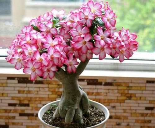  #绿萝#阳台养花选它，花期长达半年，长成老桩开花漂亮，比绿萝还好养