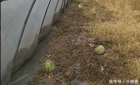 70亩西瓜被泡烂, 挖开排水管发现猫腻, 女子: 谁来赔偿我的损失