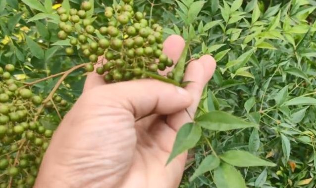 一大串果实长得像花椒,叶片尖尖却像竹叶,它药