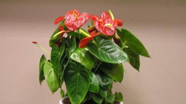  油亮：红掌花,教你几个小窍门,叶子油亮有质感,花朵红彤彤