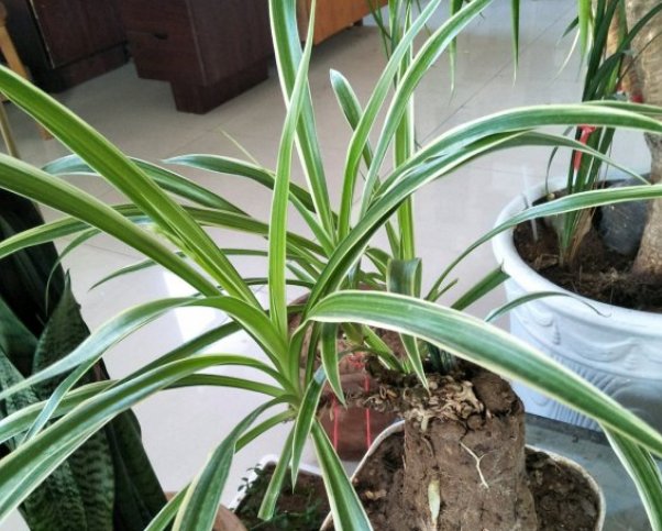 \＂l6\＂: \＂水培富贵竹怎么养\＂给花狠心剃光头,新芽呼呼冒,1年变老桩!