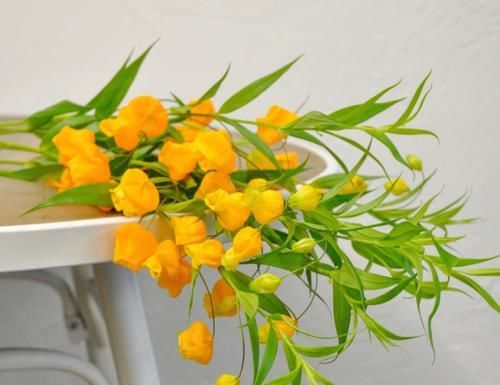  #稀少#号称是鲜花中的爱马仕，枝干上挂满了一盏盏小宫灯，数量稀少且价格奇高