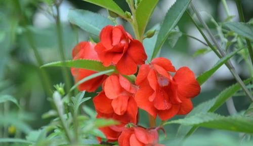 身体■家里万万不要养这3种花,难怪家人身体越来越差,聪明人一眼便知