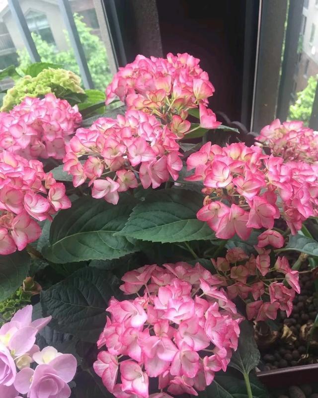  #图片作者#有一颗爱花的心，就算只有个封闭小阳台，也能养出一片花海！
