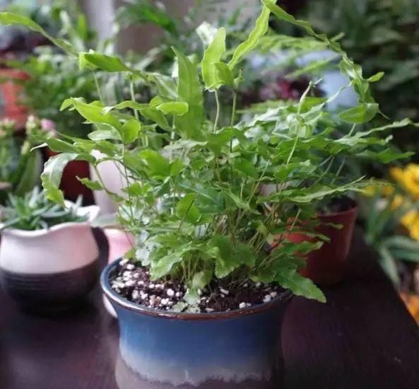  「特别」有一些花很特别，都能“挂着长”，养上一盆，家庭更美、更吸引人