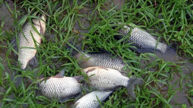  院内：院内水池下雨天为什么总死魚？
