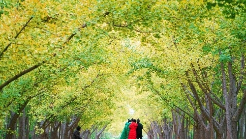  [银杏]山西农民8亩银杏林扔掉20年，现今坐在地头收门票，月赚10