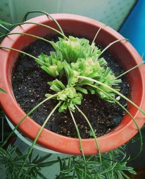  「铜钱草」3种花“越剪越旺”，剪成秃头，一个月大变样，叶子油绿、繁茂！