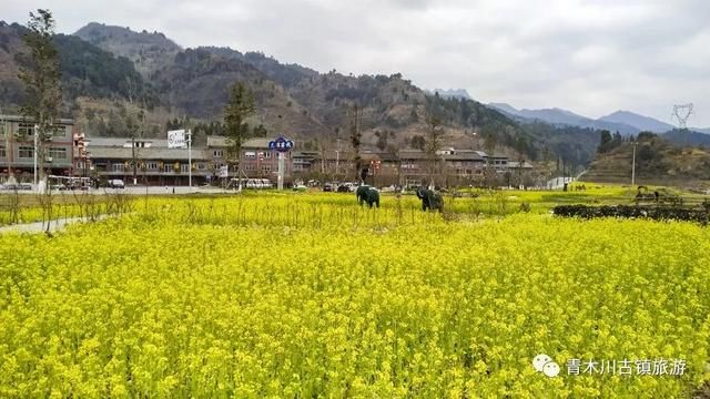汉中青木川，油菜花已经开了!