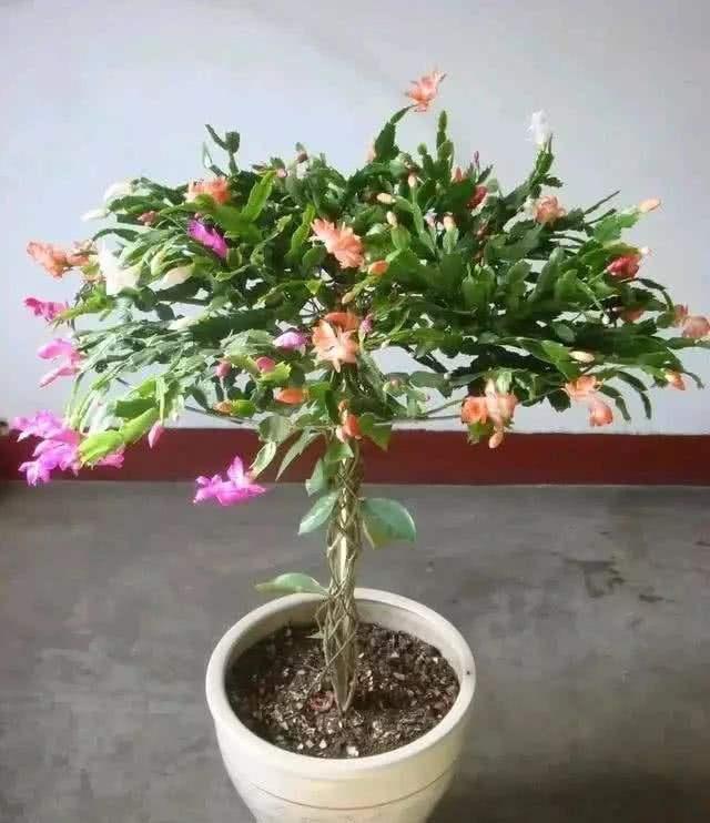  [叶仙]叶仙嫁接蟹爪兰，注意这一点，既能安全度夏，又能长花芽