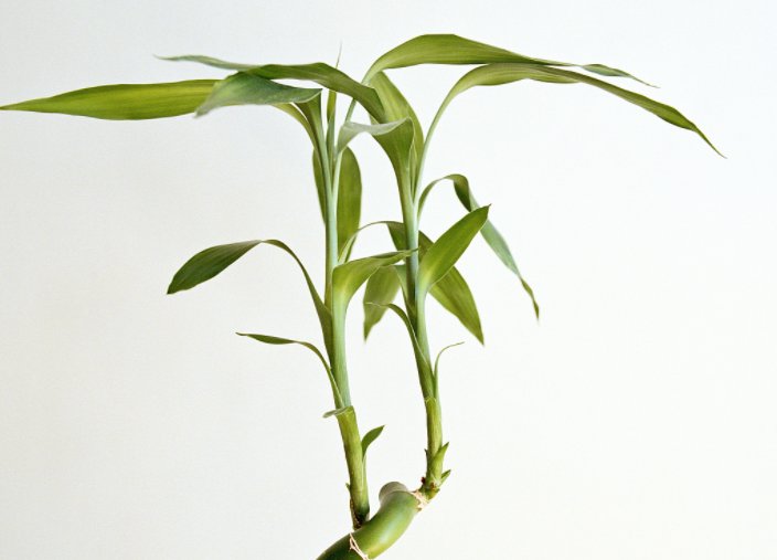  【添福添财添】“旺运又招财”的4种花，家里养1盆，招财又招运，添福添财添喜庆