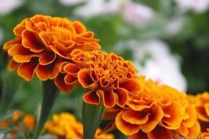  『每月』家养万寿菊，每月吃点“蛋白质”，花苞多2倍，花开“一片黄”