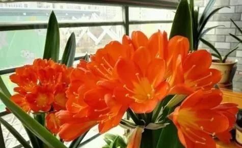  夏天高温|卧室养花别乱来，2种花，夜里“不争氧气”，对身体好，你家有？