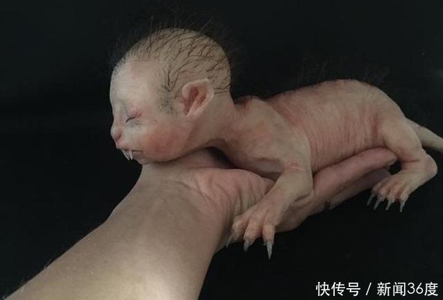 男子野外发现狼人小孩,事情越传越邪乎,不得已澄清真相!