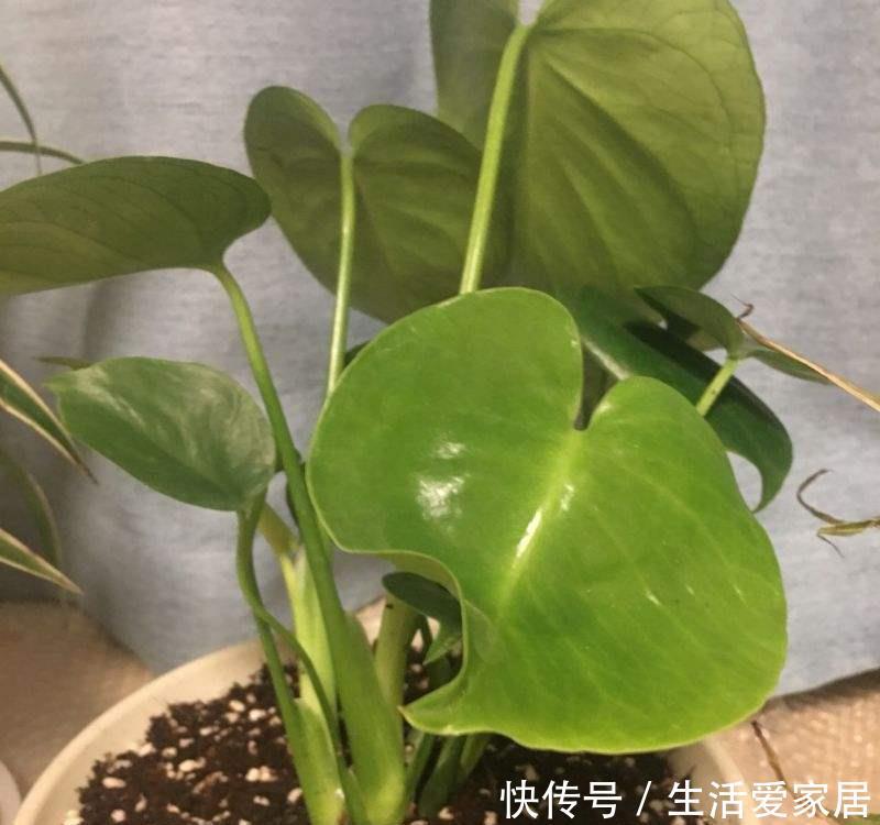  【成老桩】能把滴水观音养成木桩子，那真是厉害高手，其实你也能做到！