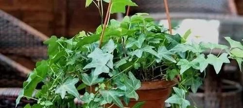『绿意』卧室养什么花草好?试试六种花草,增添绿意、清新空气!