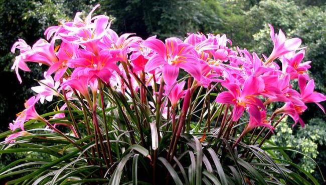  【新手】3种耐旱“懒人花”，浇水太多就烂根，懒人和新手都爱种！
