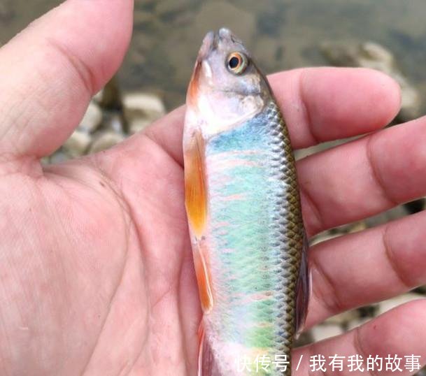  钓友@连竿时突然停口是大鱼进窝别高兴太早，在春季这些可能性更大