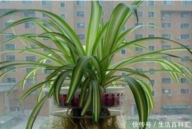 「铜钱草」“4种花”放水里,就能蹭蹭长,不用担心黄叶烂根,漂亮长得旺!